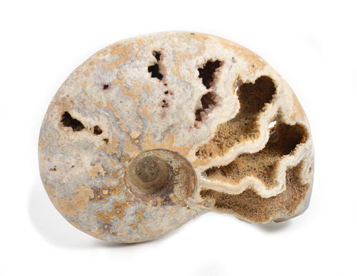 Ammonite Naturale. Soprammobile, Idea Regalo