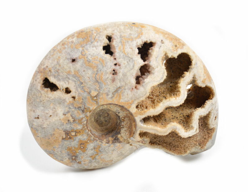 Ammonite Naturale. Soprammobile, Idea Regalo