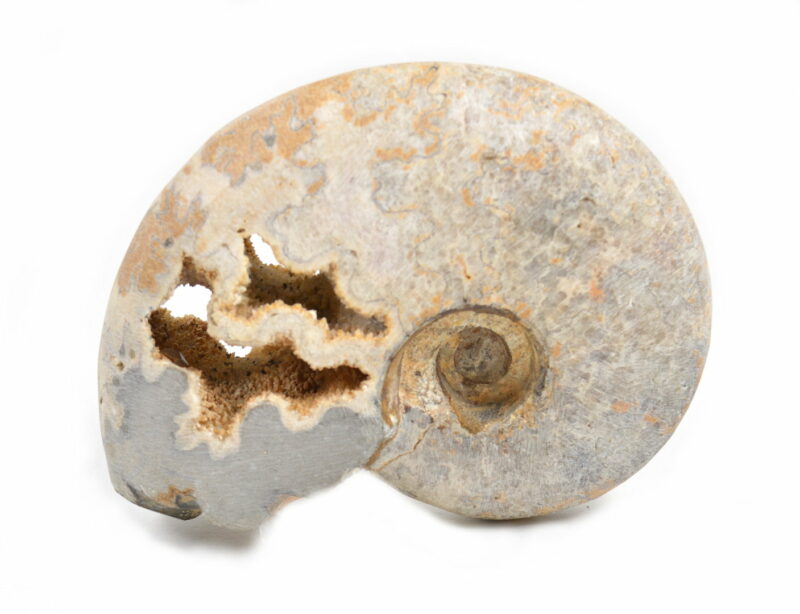 Ammonite Naturale. Soprammobile, Idea Regalo - immagine 4