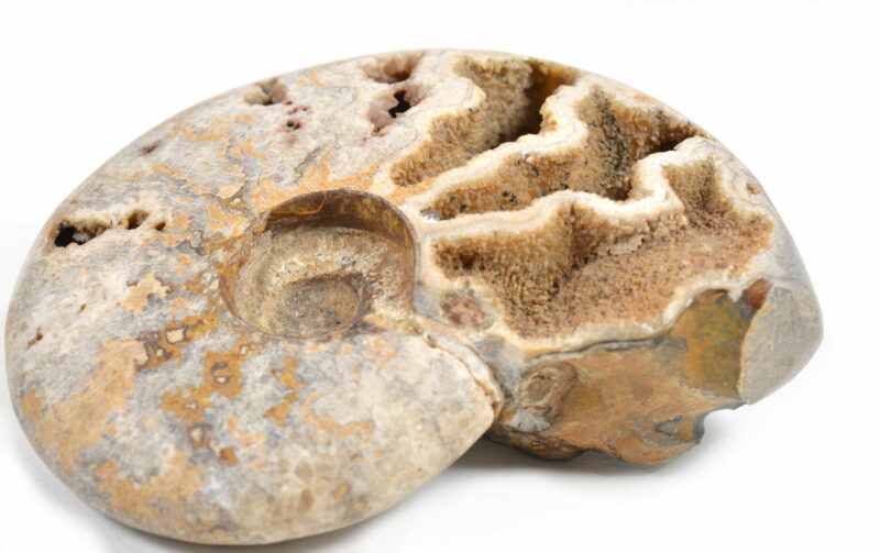 Ammonite Naturale. Soprammobile, Idea Regalo - immagine 2