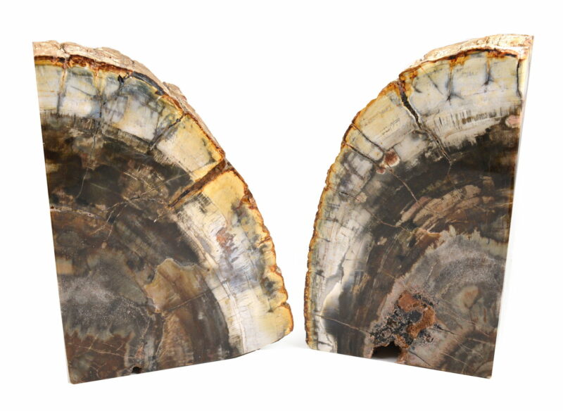 Fermalibri in Legno Fossile. Soprammobile. Idea Regalo - immagine 2