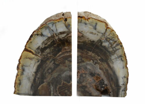 Legno fossile